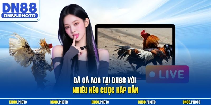 Đá Gà AOG Tại DN88 Với Nhiều Kèo Cược Hấp Dẫn