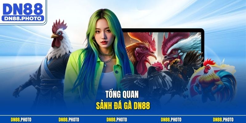 Tổng quan sảnh Đá gà DN88